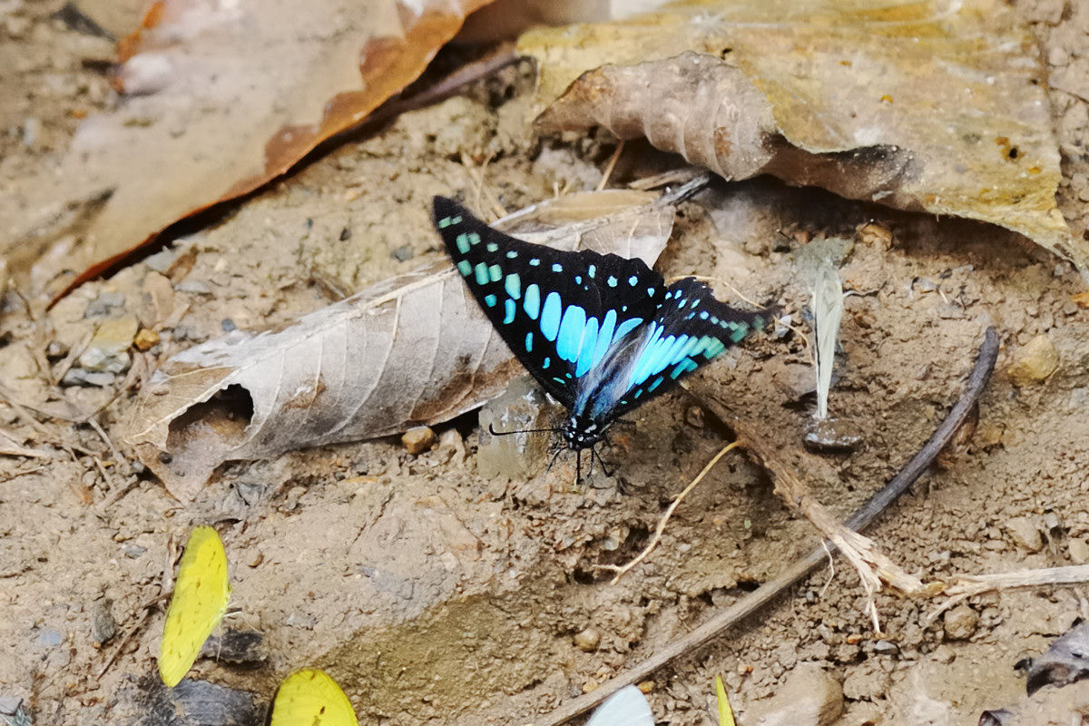 キロンタイマイ その２ Petchaburi県のアゲハ蝶11 その１０ Naturing Thailand