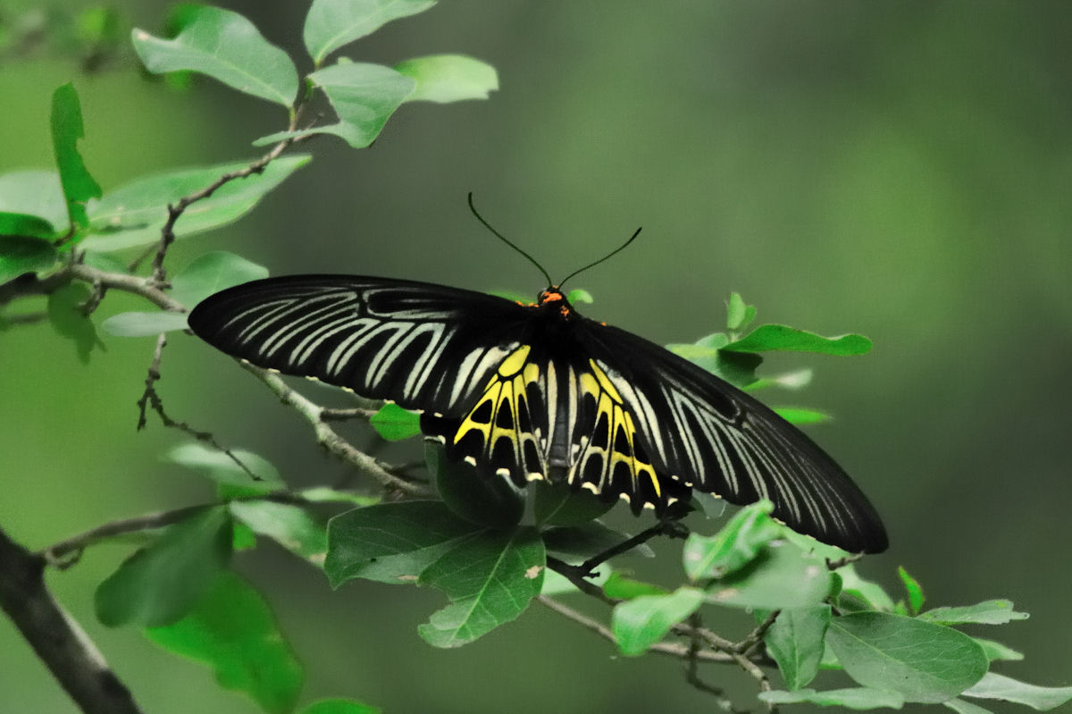 キシタアゲハその1（メス） - アゲハチョウ科その48 : Naturing Thailand