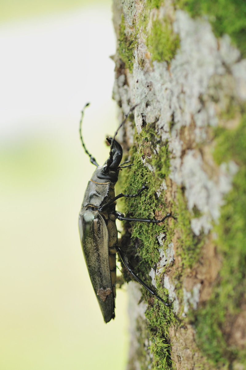 特大 タテヅノクワガタモドキ ♂82.3㎜A-+♀77.5㎜A- ベトナム 標本 Amazon.co.jp: 特大 タテヅノクワガタモドキ 82.3㎜A-+77.5㎜A