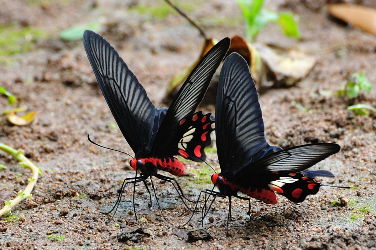 ベニモンアゲハ Pachliopta Aristolochiae In Namtok Samlan Np 09 Naturing Thailand ベニモンアゲハ Pachliopta Aristolochiae In Namtok Samlan Np 09 Naturing Thailand