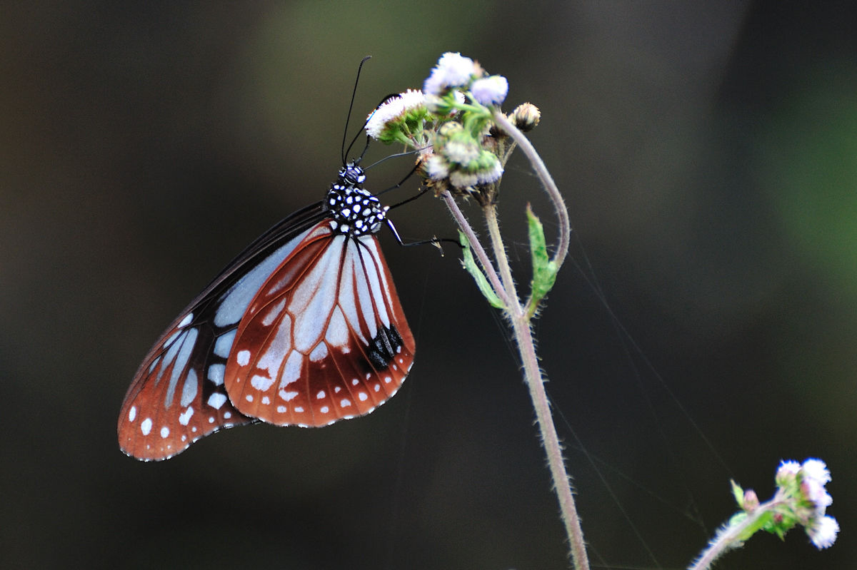 アサギマダラの仲間 Parantica 3種 In Khao Yai Np Aug Oct 09 Naturing Thailand
