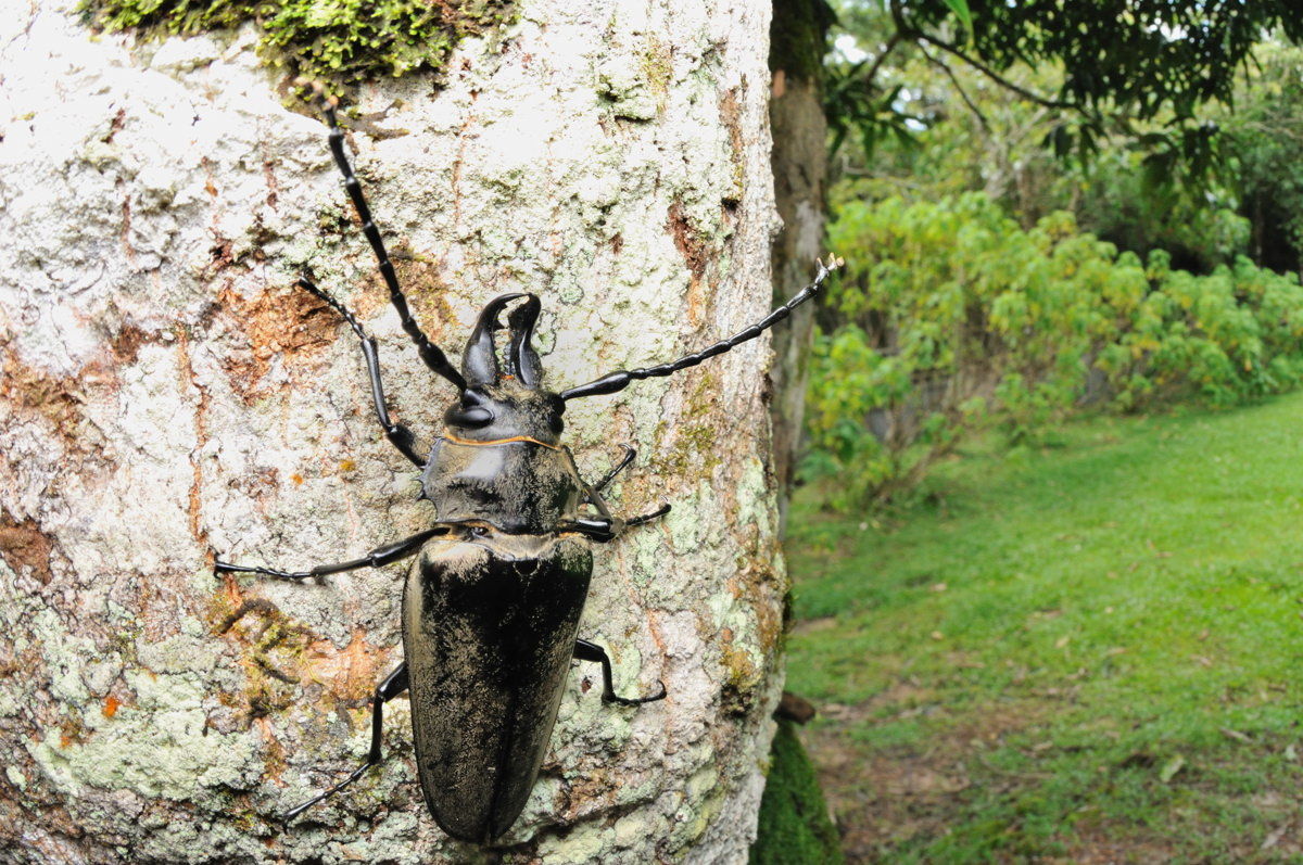 タテヅノクワガタモドキ in Khao Yai NP : Naturing Thailand