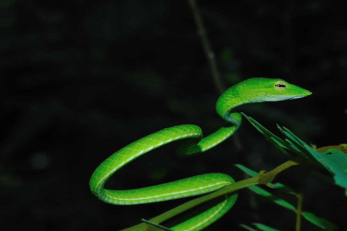 オオアオムチヘビ その３ Naturing Thailand