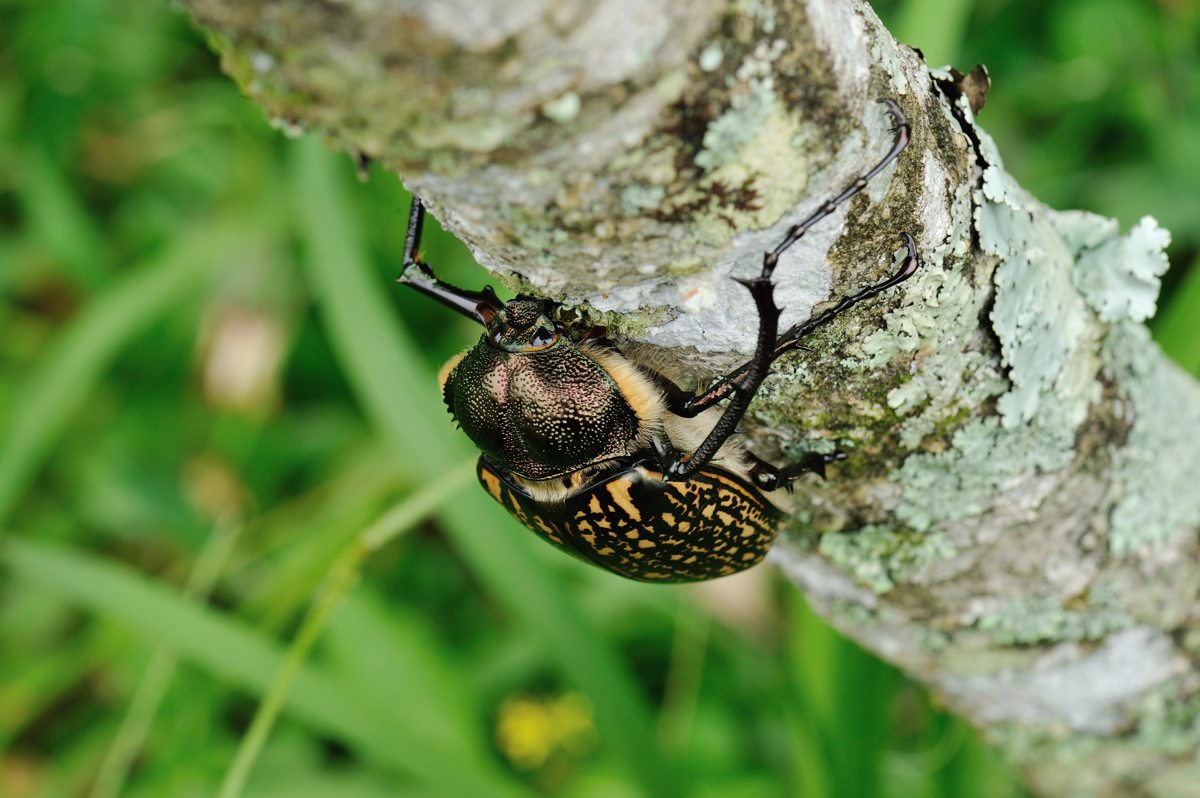 テナガコガネ（オスとメス） in Khao Yai : Naturing Thailand