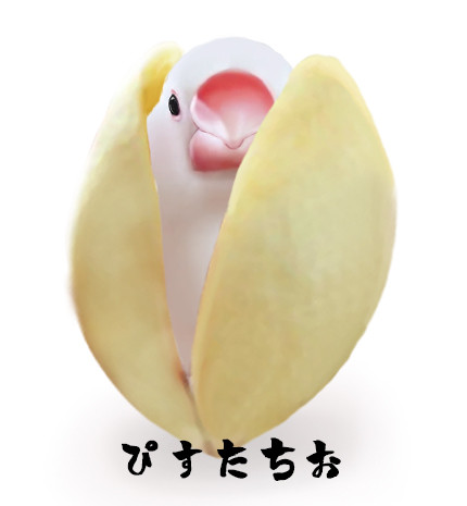 白文鳥のicカードステッカーとポストカードをご紹介してくださいました Phoca