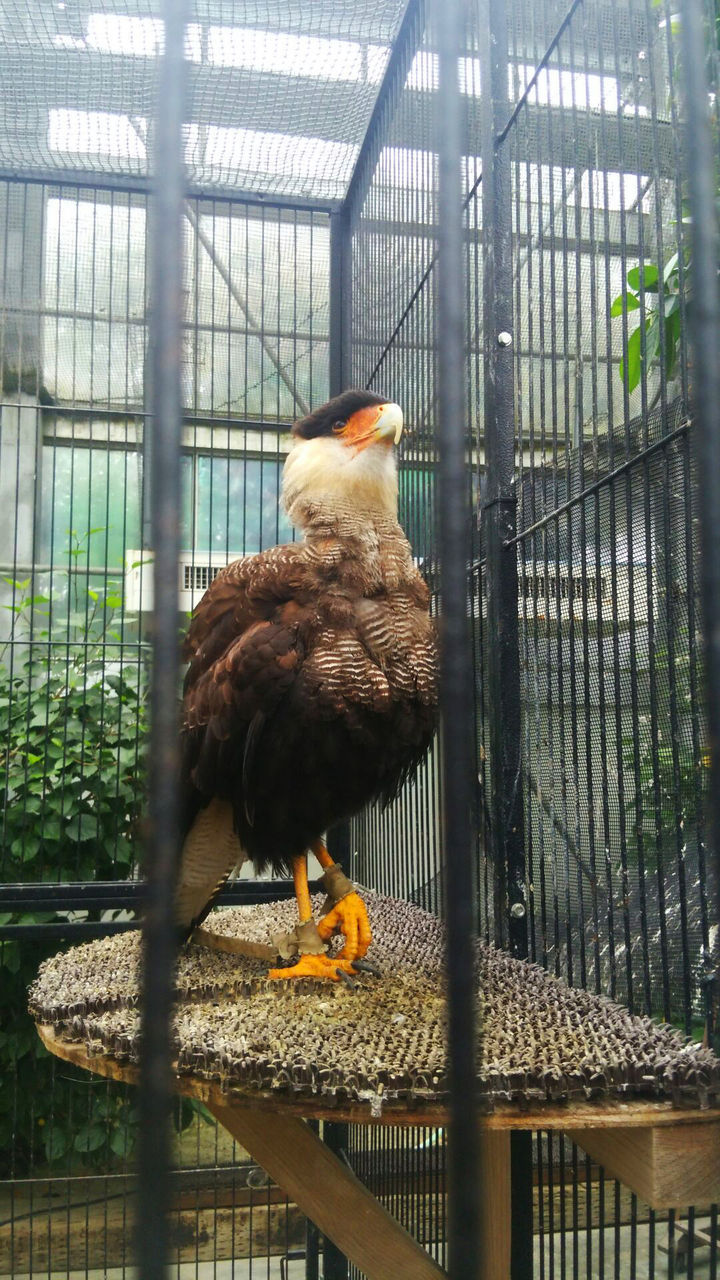 掛川花鳥園に行ってきた ウチのぷーちゃん イタイ日記 掛川花鳥園に行ってきた ウチのぷーちゃん イタイ日記