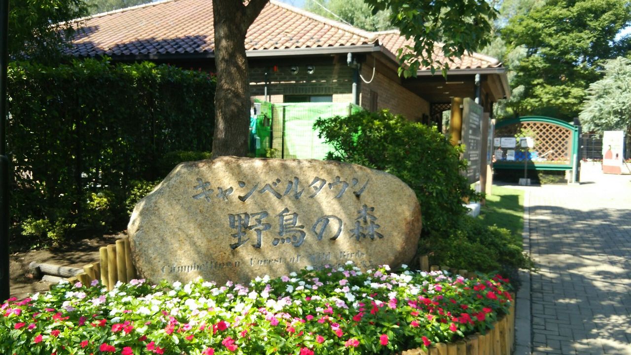 キャンベルタウン野鳥の森に行ってきた ウチのぷーちゃん イタイ日記