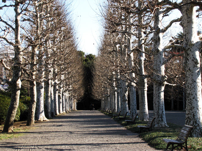 初めての新宿御苑2 プラタナス並木とイギリス風景式庭園 記憶の中に