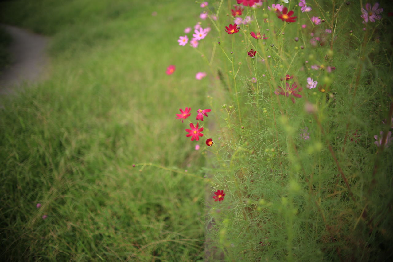 シグマ Art 30mm F1 4 Dc Hsmをフルサイズカメラで使用してみました カメラと星景写真の日々 シグマ Art 30mm F1 4 Dc Hsmをフルサイズカメラで使用してみました カメラと星景写真の日々