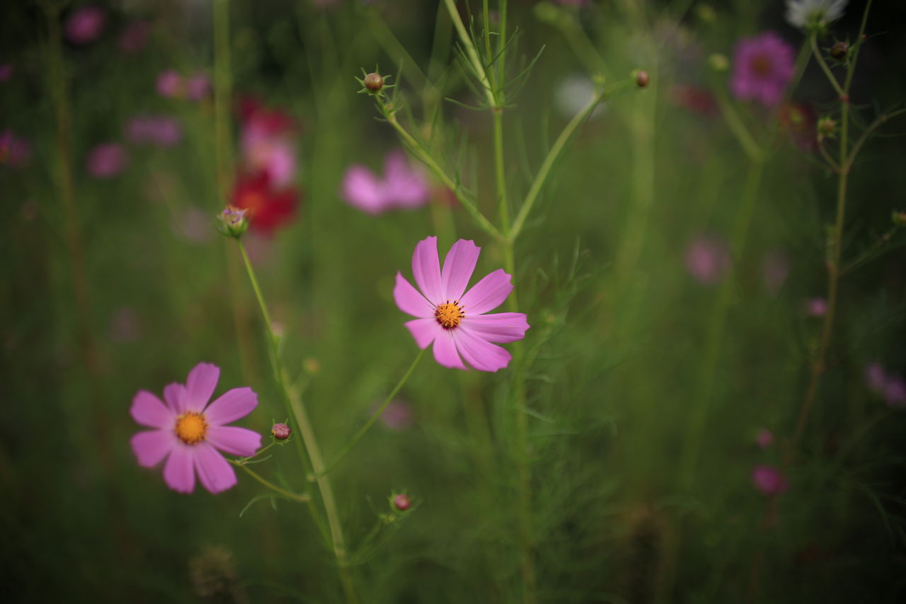 シグマ Art 30mm F1 4 Dc Hsmをフルサイズカメラで使用してみました カメラと星景写真の日々 シグマ Art 30mm F1 4 Dc Hsmをフルサイズカメラで使用してみました カメラと星景写真の日々