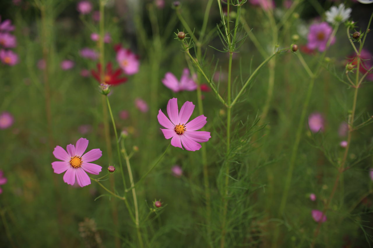シグマ Art 30mm F1 4 Dc Hsmをフルサイズカメラで使用してみました カメラと星景写真の日々 シグマ Art 30mm F1 4 Dc Hsmをフルサイズカメラで使用してみました カメラと星景写真の日々