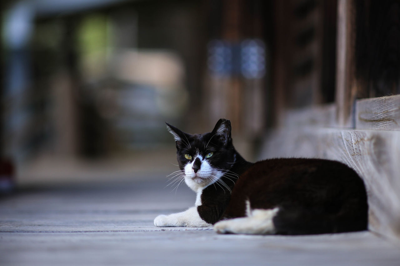 白山神社の猫撮りと紫陽花 カメラと星景写真の日々