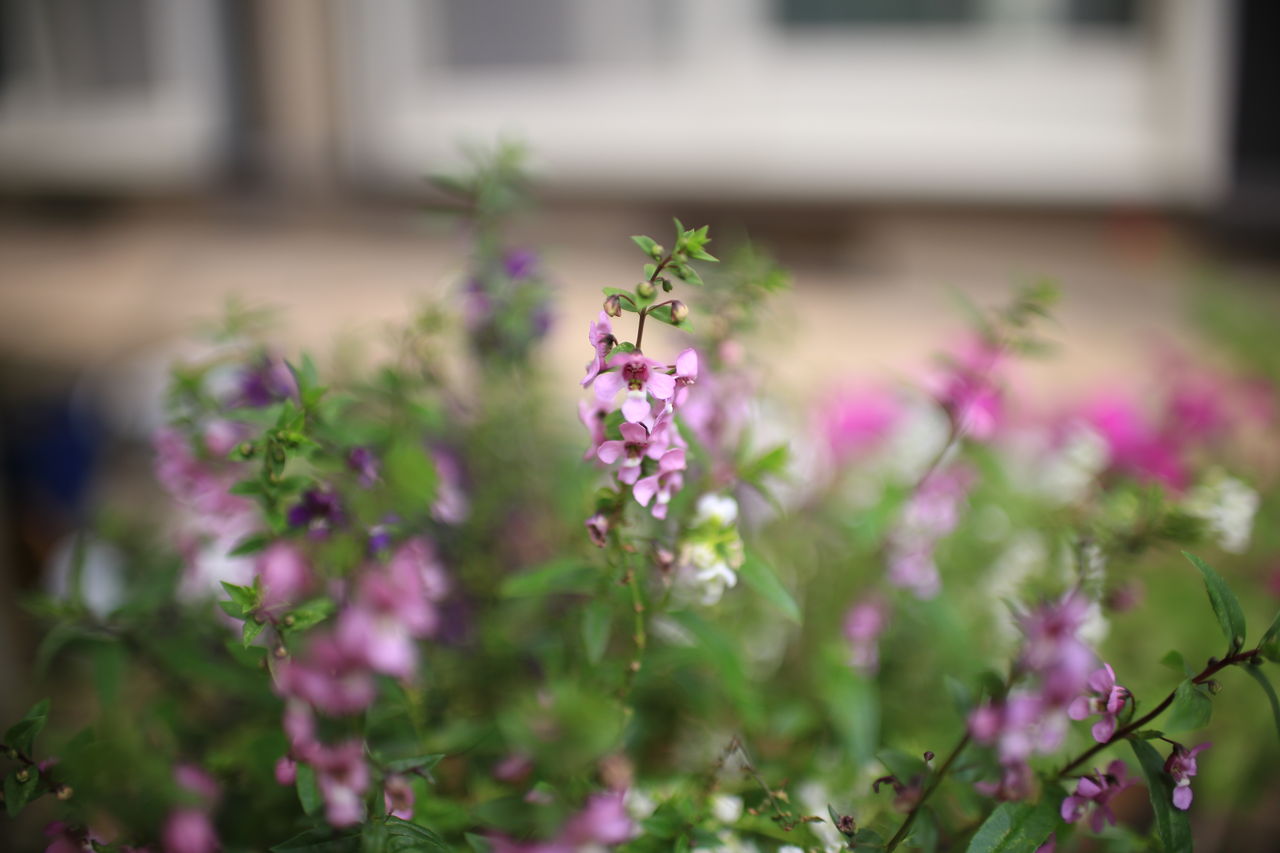 シグマ Art 30mm F1 4 Dc Hsmをフルサイズカメラで使用してみました カメラと星景写真の日々 シグマ Art 30mm F1 4 Dc Hsmをフルサイズカメラで使用してみました カメラと星景写真の日々