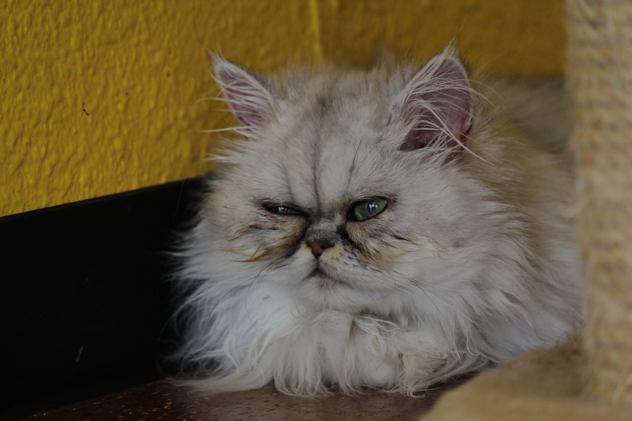 猫カフェ撮影目的は癒されるため いや写真を撮るために カメラと星景写真の日々