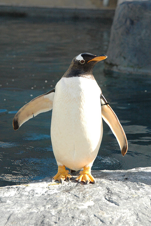 ペンギン 写真で見る 旭山動物園 写真家が撮影するフリー写真素材集 北海道旭川市