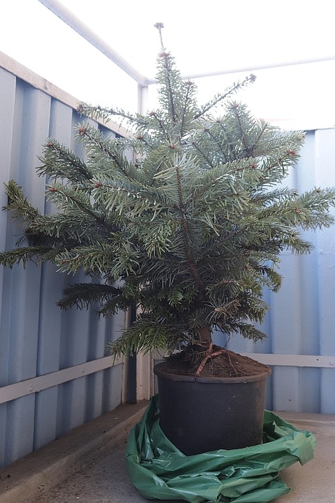 鉢植えのもみ