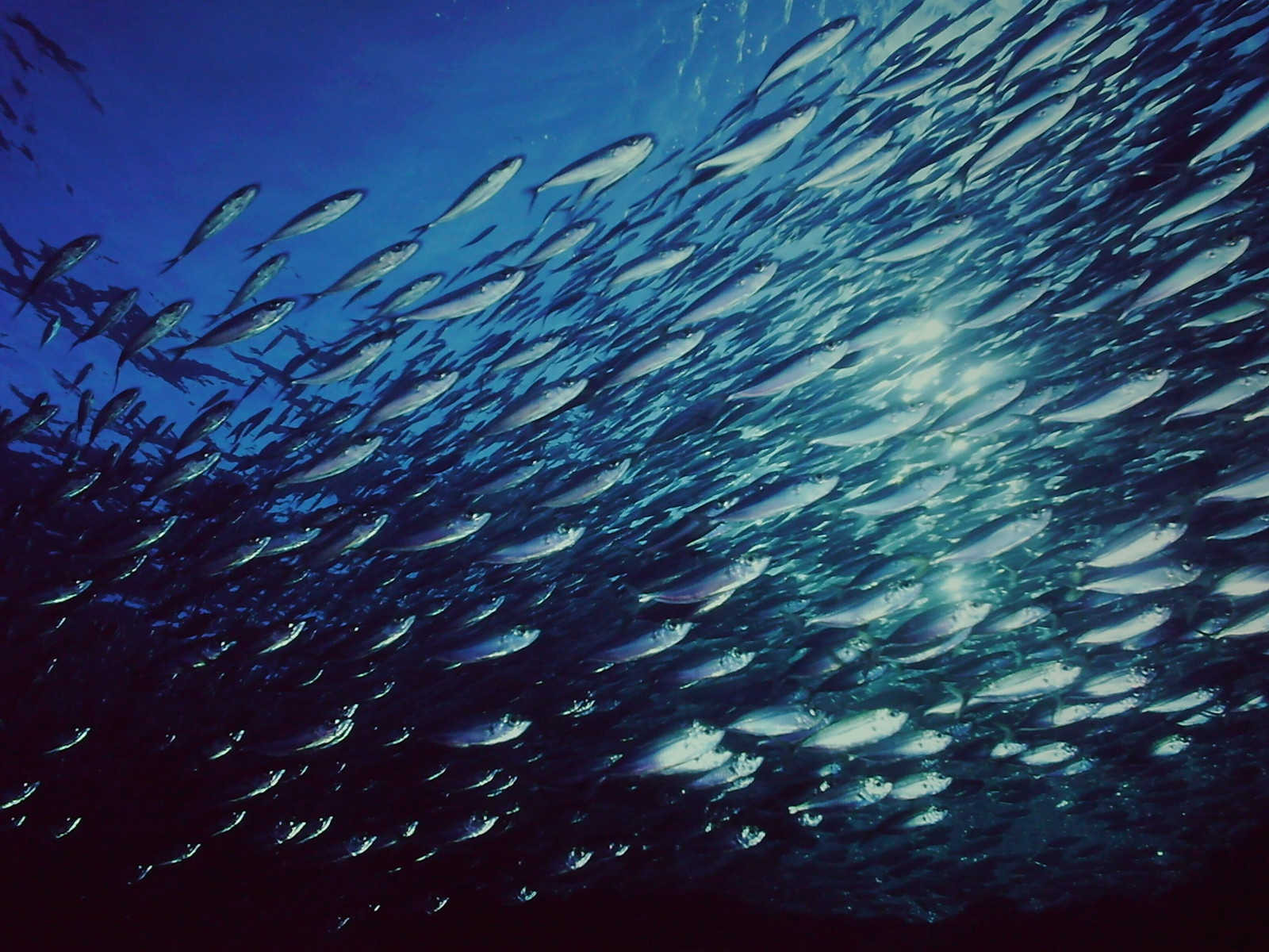 海中の魚の写真 | 海の魚図鑑写真 – OHIHE