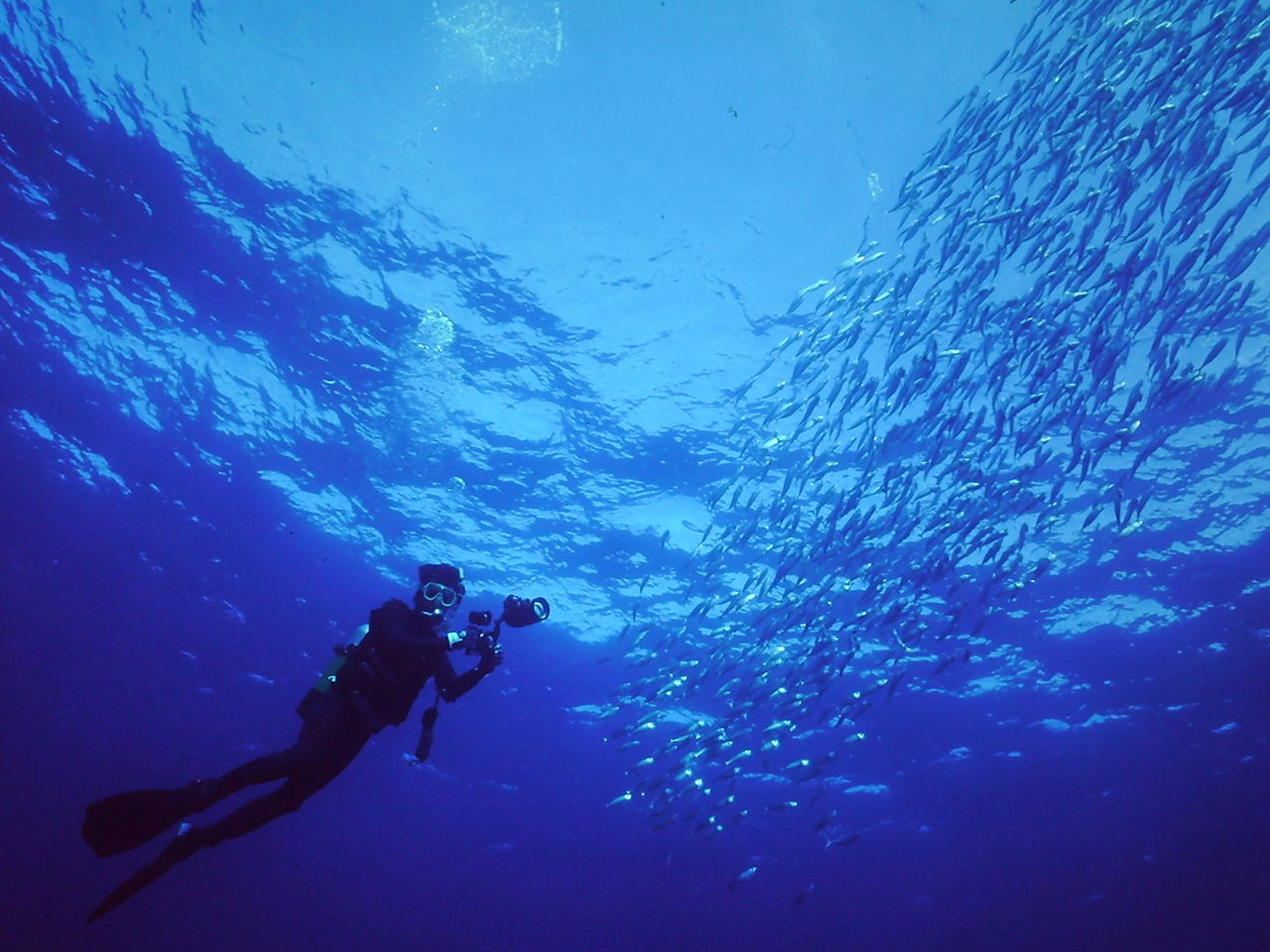 写真の利用について Photo Gima 水中写真 写真の利用について Photo Gima 水中写真
