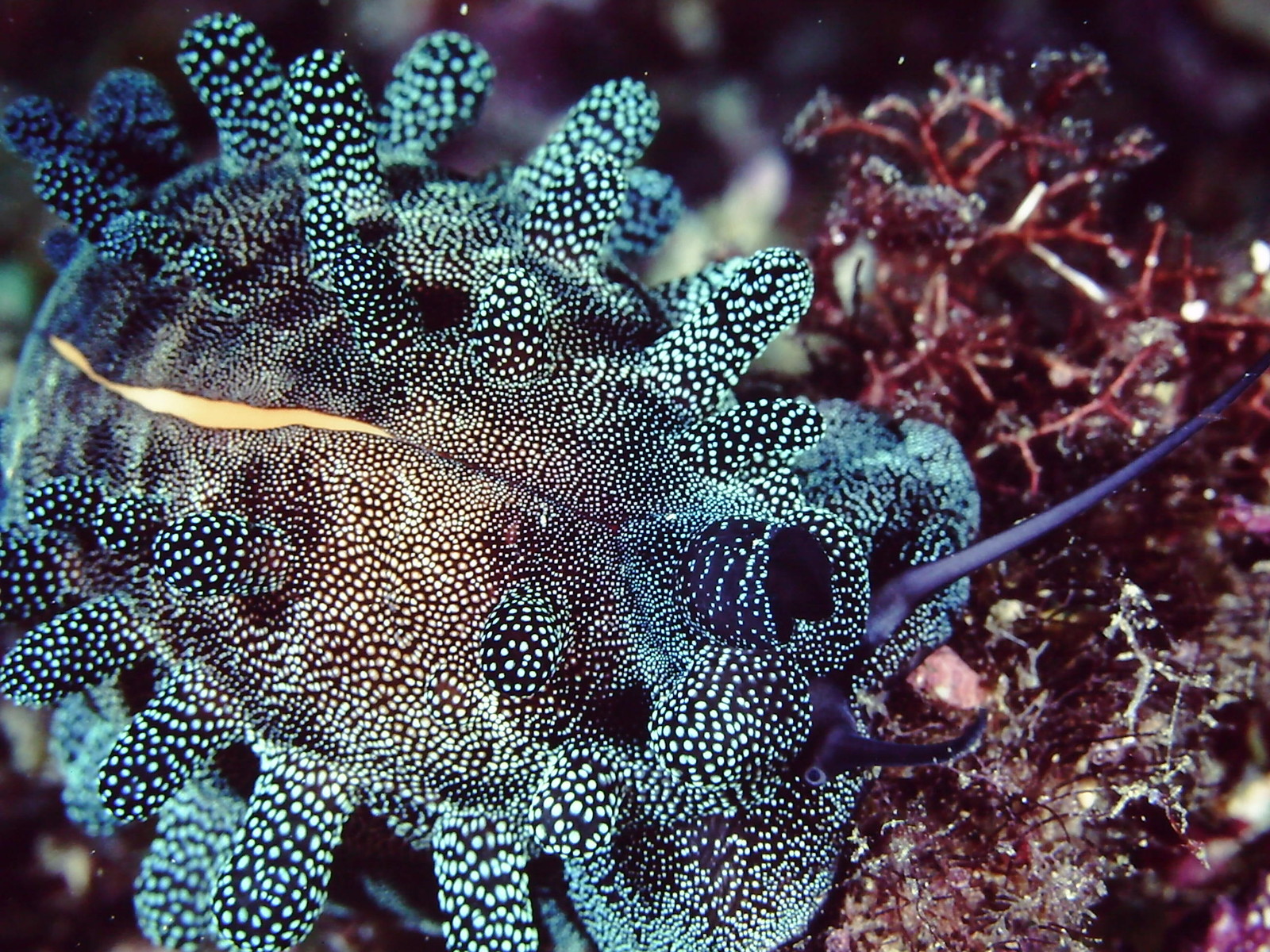 タカラガイの外套膜 Photo Gima 水中写真