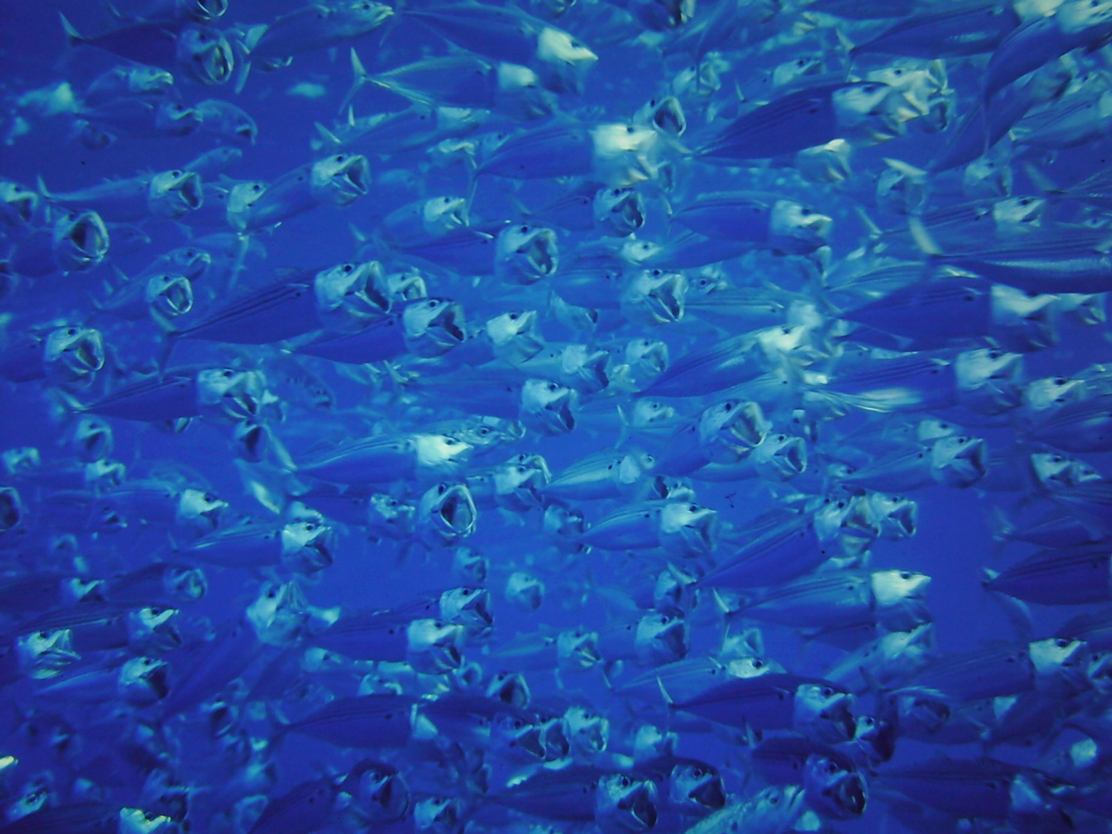 青い世界のグルクマ Photo Gima 水中写真