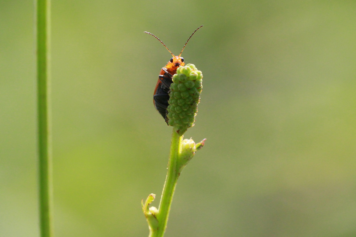 野草は綺麗 虫は可愛い 気ままに見渡せば