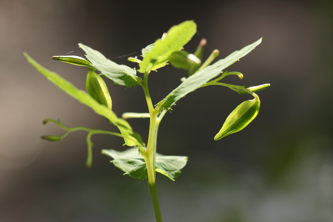森の妖精を見た 気ままに見渡せば