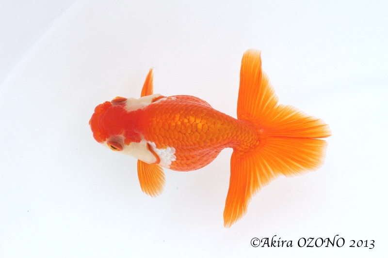 大阪らんちゅう愛好会 品評会へ 金魚のめがね