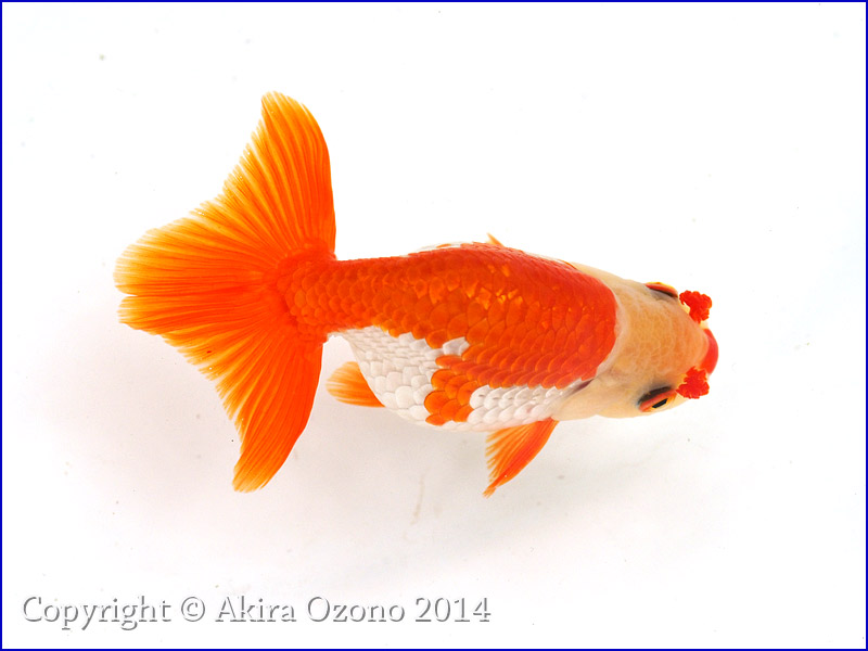 ★親画像有・荻谷冨士夫氏作仔・10cm・当歳★B-39★ ☆親画像有・荻谷冨士夫氏作仔・10cm・当歳☆B-58☆