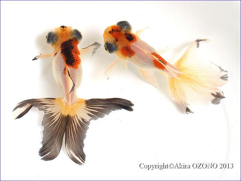 出目花房 花房出目金 2 金魚のめがね
