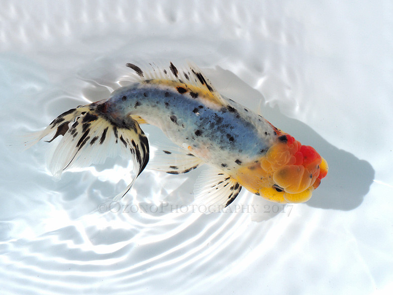 漣 Sazanami 金魚のめがね 漣 Sazanami 金魚のめがね
