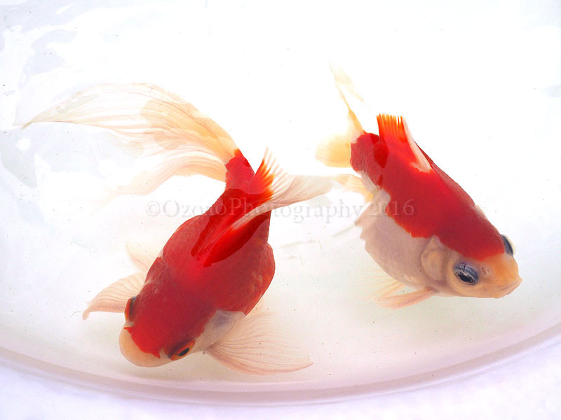 春だるま 金魚のめがね 春だるま 金魚のめがね