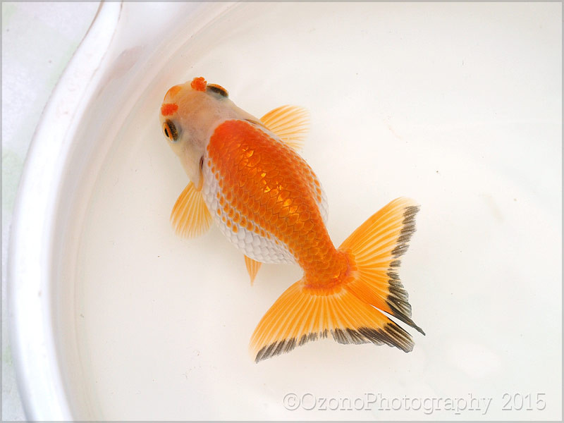 大阪らんちゅう 明け2歳 15 金魚のめがね