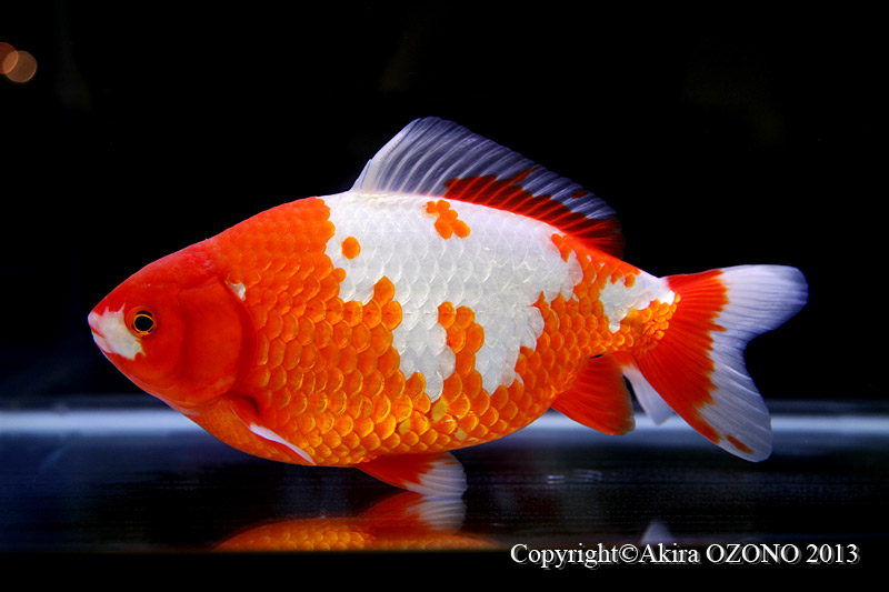 13年04月 金魚のめがね