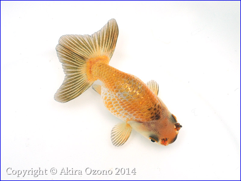 大阪らんちゅう 当歳優勝魚 金魚のめがね