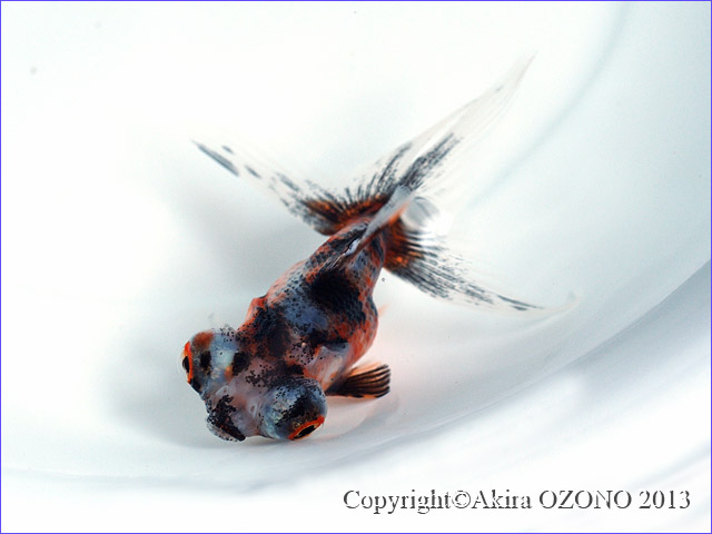 出目金 1 金魚のめがね