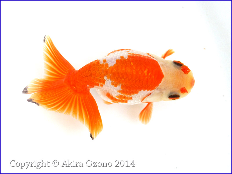 小澤らんちゅう品評会用当歳魚Ｃオス 小澤らんちゅう上物当歳魚Ｃ