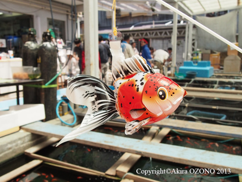 金魚坂 金魚祭り 金魚のめがね 金魚坂 金魚祭り 金魚のめがね