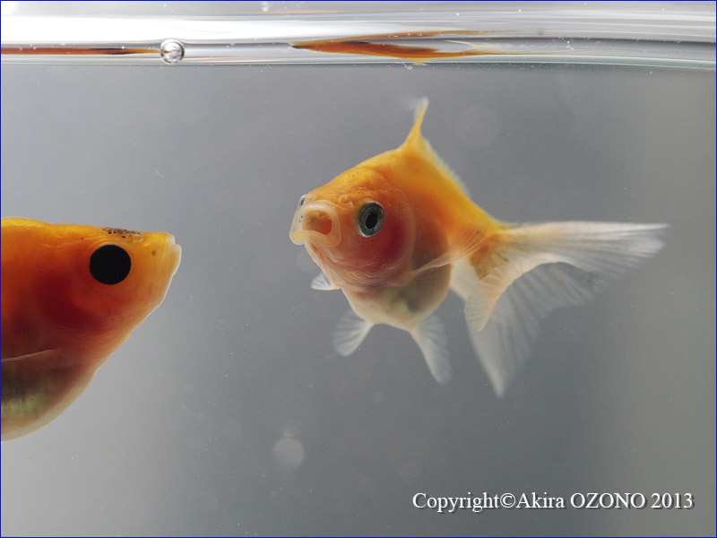 稚魚ミックス 金魚のめがね