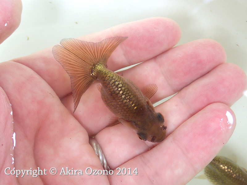 飼育 金魚のめがね 飼育 金魚のめがね