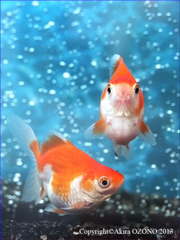 少しだけ 金魚のめがね 少しだけ 金魚のめがね