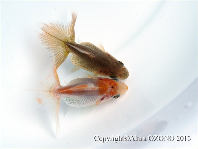 未使用 送料込み 土佐錦 土佐金 土佐錦魚 金魚 とさきん トサキン とさにしき 当歳魚 とうさい 7匹 選別 更紗 紅白 稚魚 日本全国送料無料 Www Veenaproducts Com 未使用 送料込み 土佐錦 土佐金 土佐錦魚 金魚 とさきん トサキン とさにしき 当歳魚 とうさい 7匹 選別 更紗 紅白 稚魚 日本全国送料無料 Www Veenaproducts Com