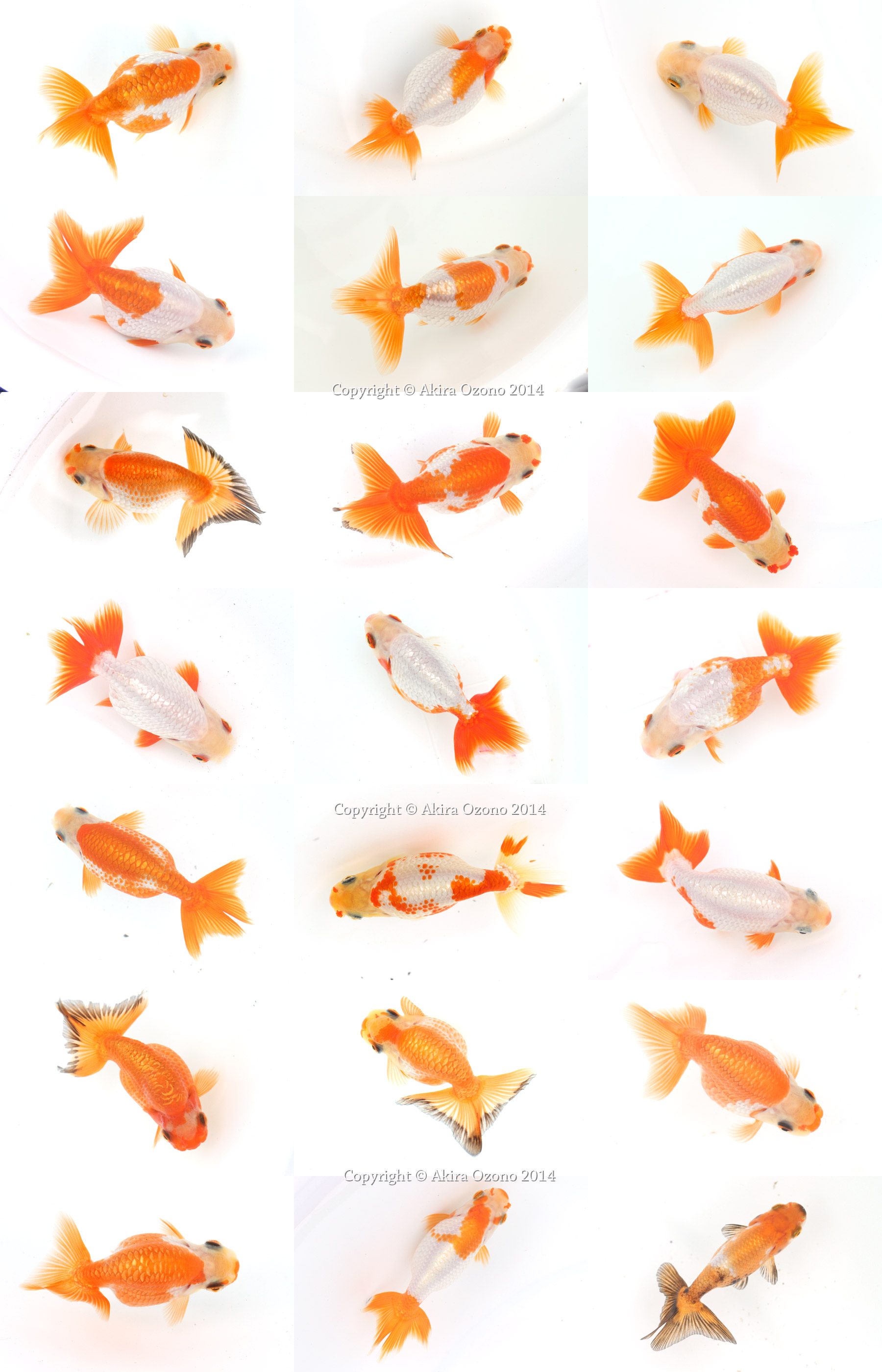 大阪らんちゅう 金魚のめがね 大阪らんちゅう 金魚のめがね
