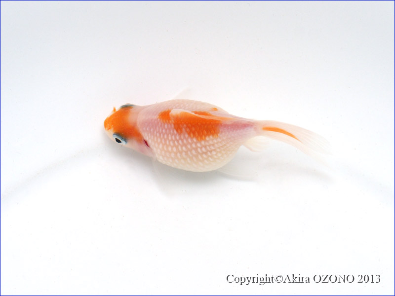 パールスケール 1 金魚のめがね