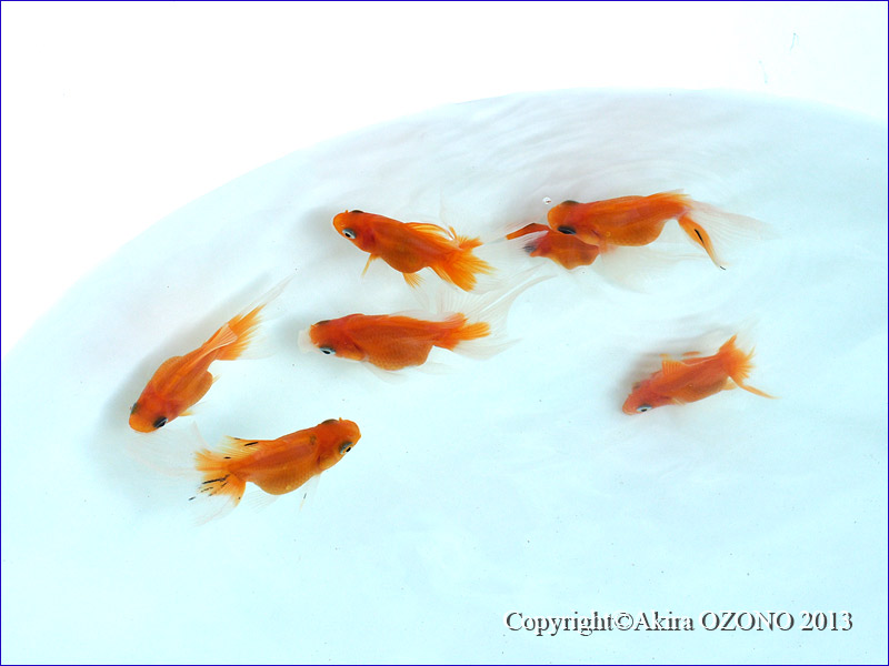 琉金の子どもたち 金魚のめがね