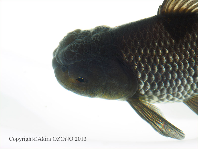 青文魚 #1 : 金魚のめがね 青文魚 #1 : 金魚のめがね