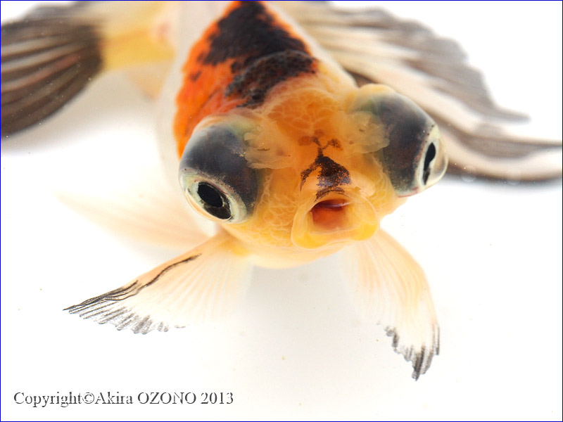 出目花房 花房出目金 2 金魚のめがね 出目花房 花房出目金 2 金魚のめがね