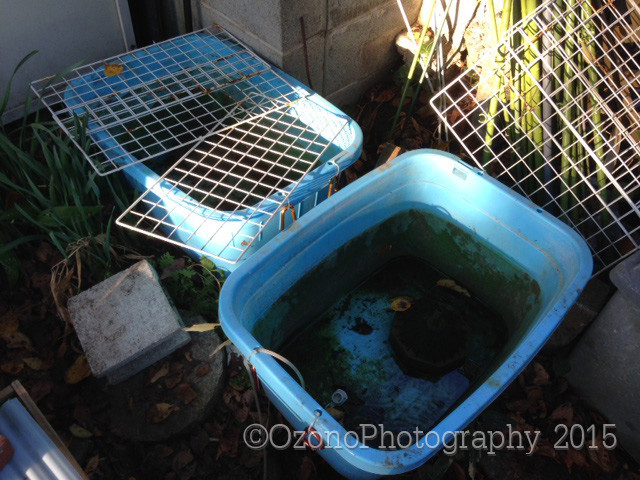 アライグマ騒動 金魚のめがね