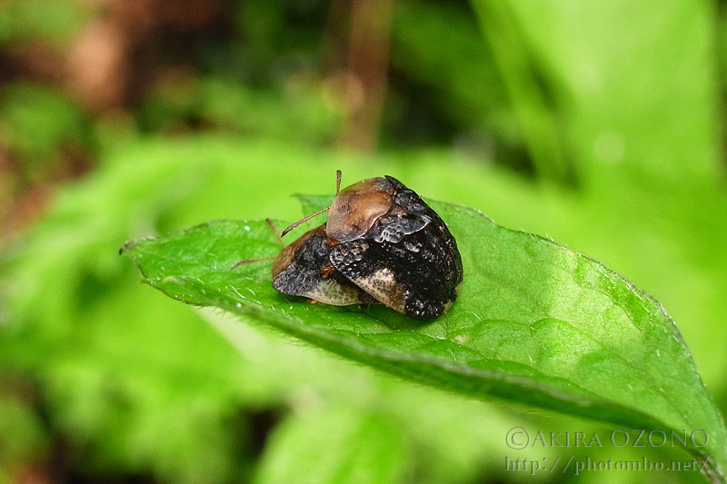 特大！　ヤジリコモリハムシ　単品 mqdefault.jpg