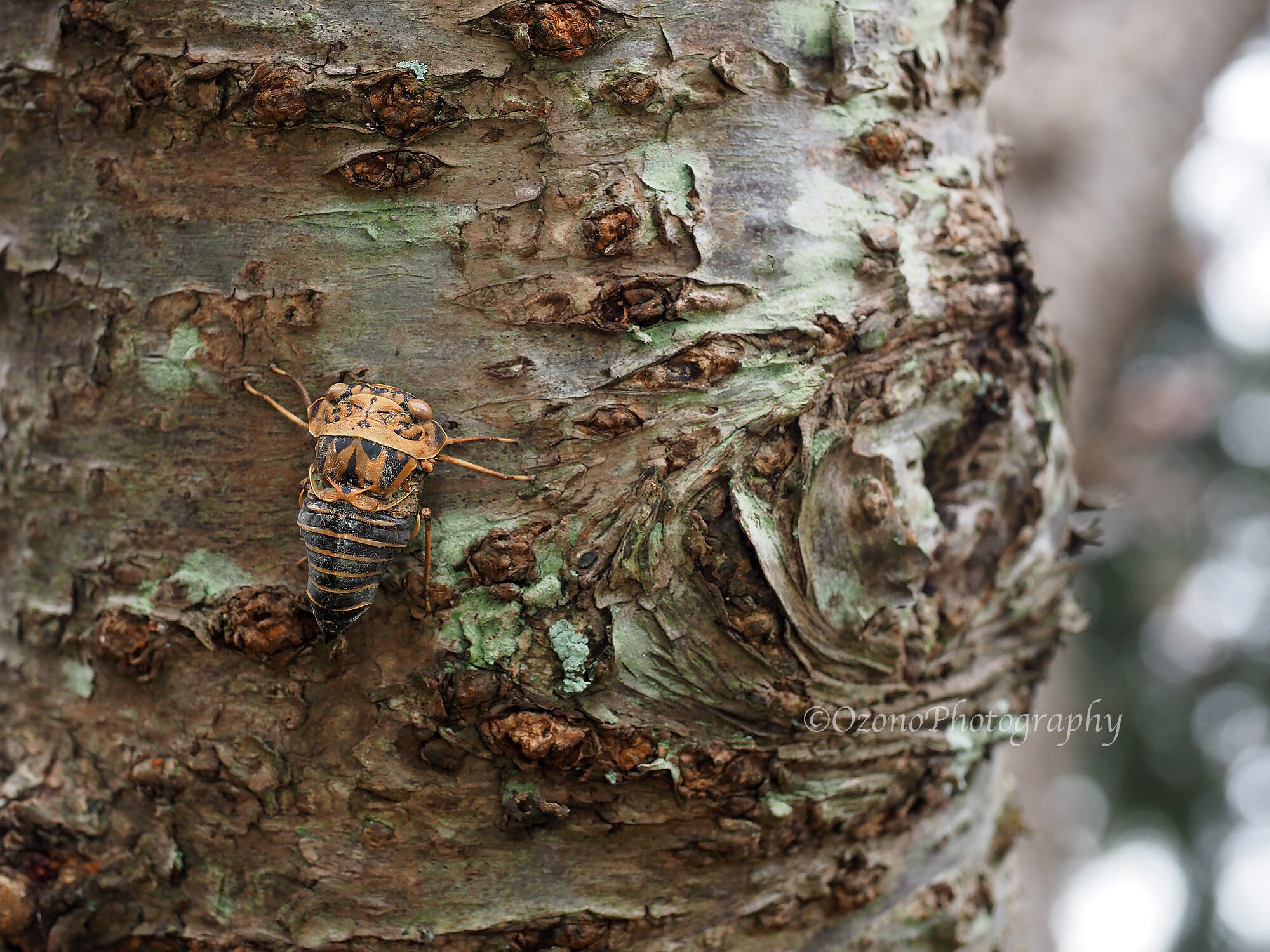冬蝉 湘南むし日記