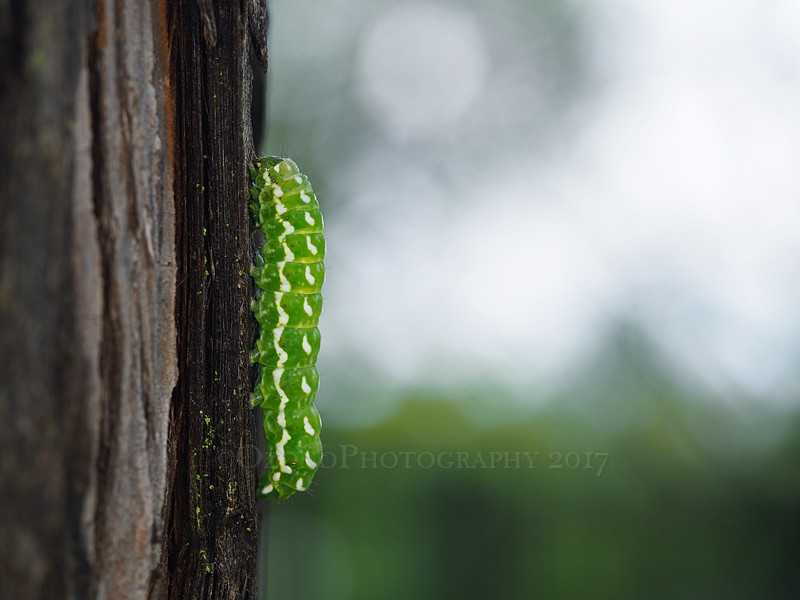 イモムシ様 Hapyson ハピソン×津本式 アニサキスライト YF-980 寄生虫発見